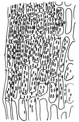 Amphidium cyathicarpum, basal laminal cells at margin, with elliptic papillae. Drawn from B.H. Macmillan 91/17, CHR 413681. 
 Image: R.C. Wagstaff © Landcare Research 2018 CC BY 3.0 NZ